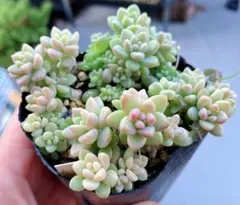 2026年最新】姫秀麗 多肉の人気アイテム - メルカリ