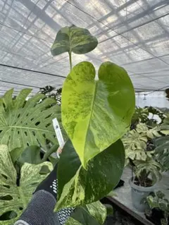 あちぶー様 リクエスト 2点 まとめ商品