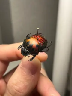 【極美真紅】アカツヤダイコクコガネ フンチュウ糞虫昆虫標本甲虫 標本