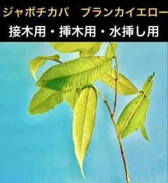2026年最新】ジャボチカバ 接木の人気アイテム - メルカリ