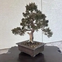 2026年最新】盆栽 真柏の人気アイテム - メルカリ