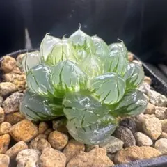 O*Z様 臙脂オブツーサ錦　超美株　ハオルチア　観葉植物　オークション　C11 ドドソンオブツーサ錦 超美株 ハオルチア 観葉植物 25 - メルカリ