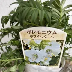 n.n様 リクエスト 3点 まとめ商品