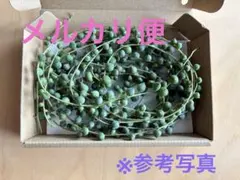 多肉植物　グリーンネックレス