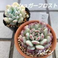 多肉植物　エケベリア抜き苗2種セット