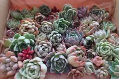 K 多肉植物詰め合わせ