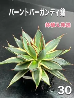 ominmin☆*様 リクエスト 3点 まとめ商品