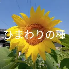 ひまわりの種　250ケ　第四種郵便発送