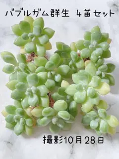 多肉植物 韓国苗 バブルガム群生 4苗セット
