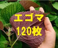 荏胡麻の葉　120枚　箱込み250g以上　キムチ醤油つけ　紫蘇　깻잎　들깨のサムネイル