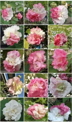 さくら様専用 酔芙蓉いろいろ