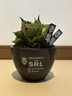 グラキリsrl ネイバーフット　neighborhood SRL ネイバーフッド neighborhood 植木鉢 陶器鉢 グラキリス