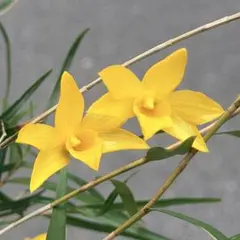 富貴蘭 豆葉黄花『淀の黄花』2本立 風蘭 春蘭 長生蘭 山野草 多肉植物