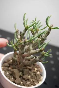 2025年最新】チレコドンの人気アイテム - メルカリ