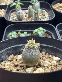 2026年最新】ウィンゾリーの人気アイテム - メルカリ