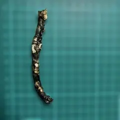 Item thumbnail for item dec70653-ddb3-49da-a79e-7d2a299a3d30