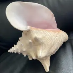 2026年最新】コンク貝の人気アイテム - メルカリ