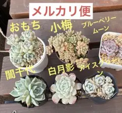 多肉植物　おもち　小梅　誾千代　アイスグリーン　白月影　ブルーベリームーン