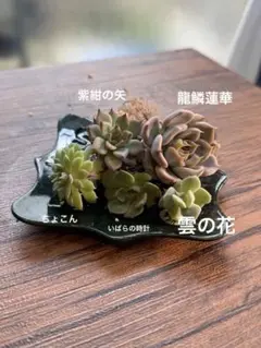 ミックスベリア　エケベリア　おらいさん　セット　根付き②