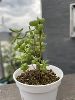 新入荷 ドロサンテマム 蜜橘 レア株 多肉植物 I苗 根付き 鉢5cm - メルカリ