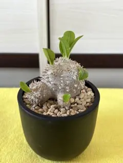 シルバーボーイ様 リクエスト 2点 まとめ商品