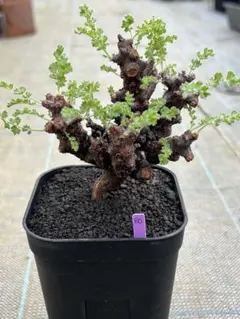 ペラルゴニウム　アルテルナンス　鉢毎メルカリ便 ペラルゴニウム アルテルナンス 3号鉢 No.011 鉢、送料込 - メルカリ