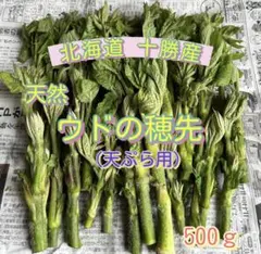 天然 山菜 山うど 山ウド 北海道産 採りたて新鮮 うど山菜 春 500g