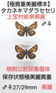 貴重標本】タカネヒカゲ2ex標本☆北アルプス山系双六岳産 40/42mm美麗