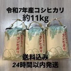 군마현산 고시히카리 쌀, 3봉지, 11kg, 정미처리