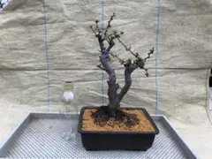 muumu123様 リクエスト 2点 まとめ商品