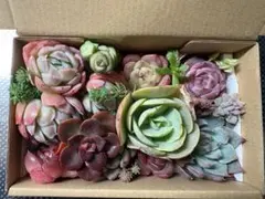 多肉植物　エケベリア　寄せ植えセット　多肉弁当