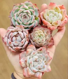 多肉植物　エケベリア　韓国苗　カット苗　寄せ植えセット　多肉弁当