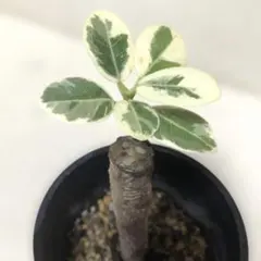 2025年最新】パキラ 斑入りの人気アイテム - メルカリ