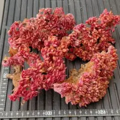 ume様 リクエスト 2点 まとめ商品