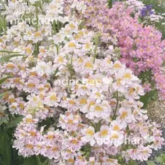 【専用】シザンサス❤︎胡蝶草❤︎あふれ咲き