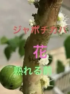 2026年最新】ジャボチカバ 苗木の人気アイテム - メルカリ