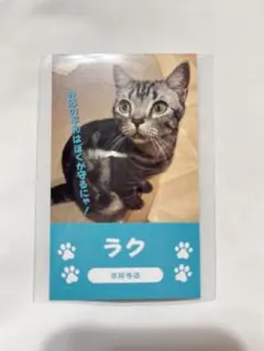 猫カフェMOCHA 吉祥寺店 総選挙 にゃんず名刺