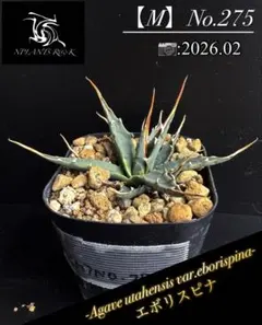 2026年最新】エボリスピナ 種の人気アイテム - メルカリ