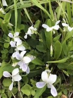 山野草（ユリ科） ヒメサユリ 2鉢セット - メルカリ