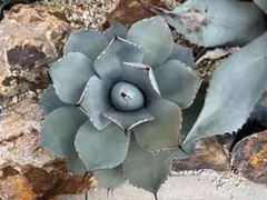 2025年最新】アガベ パリー トランカータの人気アイテム - メルカリ