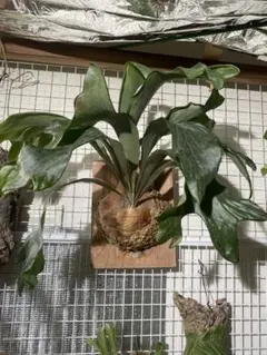 2026年最新】ヒリー 雷神の人気アイテム - メルカリ