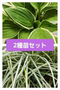 中型種 ギボウシ / ホスタ ロイヤリスト 2芽 - メルカリ