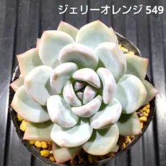 ジェリーオレンジ 549 エケベリア 多肉植物 抜き苗