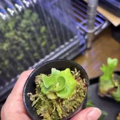 2025年最新】リドレイ ドワーフの人気アイテム - メルカリ