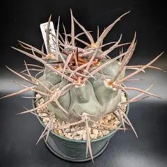 2025年最新】魔天竜の人気アイテム - メルカリ