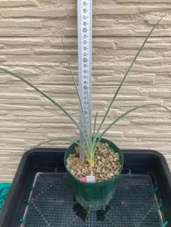 Toshi様 リクエスト 2点 まとめ商品