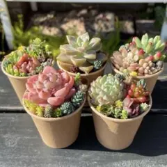 104 多肉植物の小さな寄せ植え✻そのまま飾れる✻5コセット✻植え替えオススメ