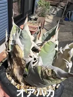 2025年最新】オアハカ現地球の人気アイテム - メルカリ