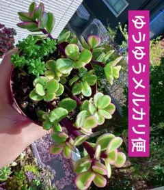 メンチャカ×コロラータ 実生苗 多肉植物 エケベリア - メルカリ