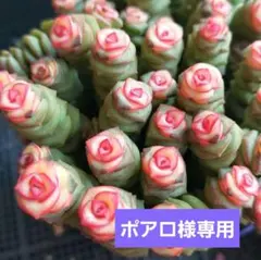 ポアロ様 リクエスト 2点 まとめ商品